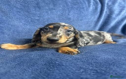 Dachshund dogs for sale: 9 beautiful dachshunds ready too leave in 2 weeks  - Image 10