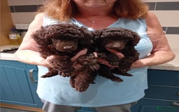 Toy Poodle dogs for sale: Toy poodle  - Image 1