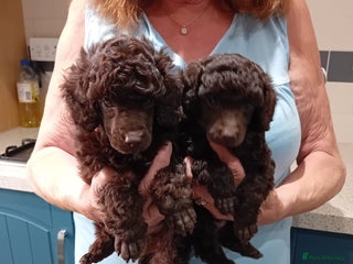 Toy Poodle dogs for sale - Advert 1