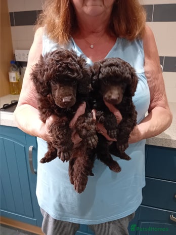 Toy Poodle dogs - Advert 2