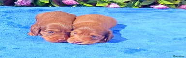 Miniature Dachshund Puppy 3