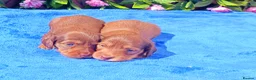 Miniature Dachshund dogs for sale: LONG HAIRED MINI KC REG PRA CLEAR - Advert 4