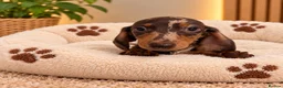 Miniature Dachshund dogs for sale: Miniature Dachshund Puppies  - Advert 20