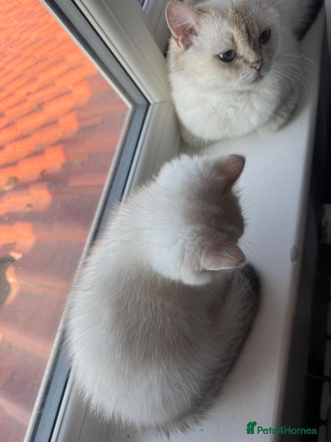British Shorthair cats for sale: Beautiful golden white British short hair  - Image 5