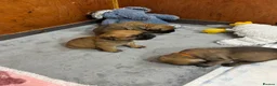 Bullmastiff dogs for sale: Stunning KC Registered Bullmastiff Puppies - Advert 2