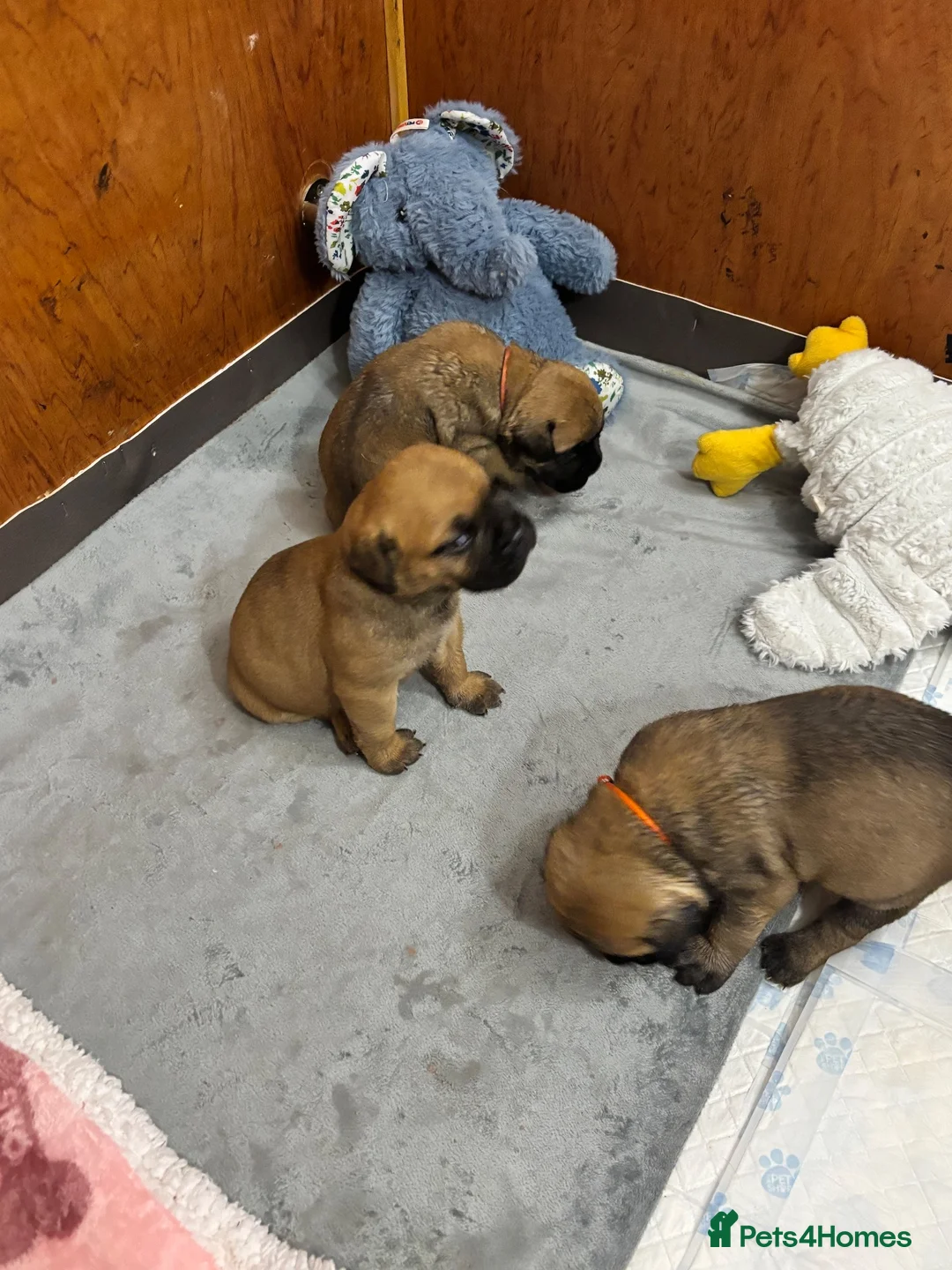 Bullmastiff dogs for sale: Stunning KC Registered Bullmastiff Puppies - Advert 2