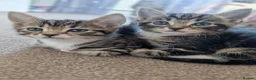 Mixed Breed cats for sale: 3 lovely playful friendly kittens  in Chichester - Advert 14
