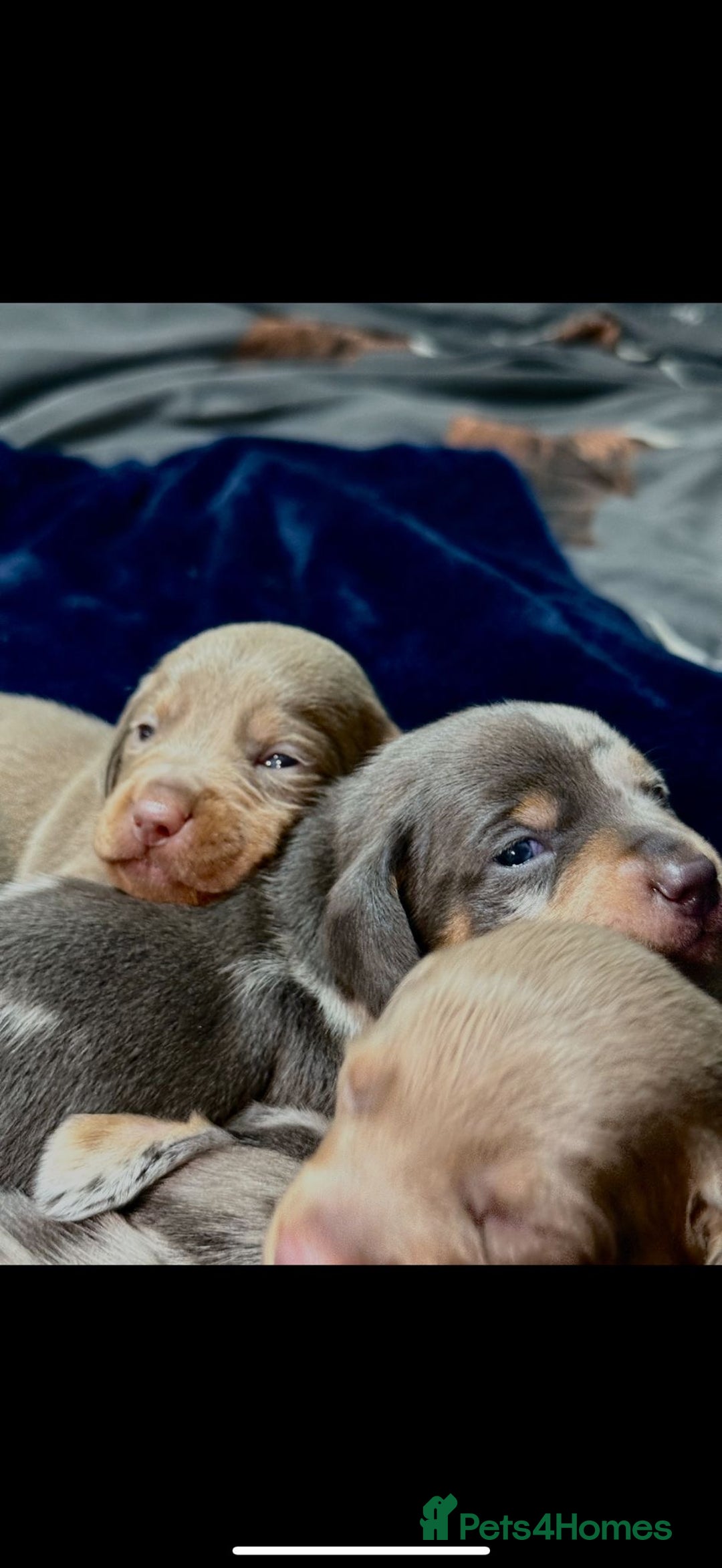 Dachshund dogs for sale: 7 Beautiful dachshund puppies  - Advert 4