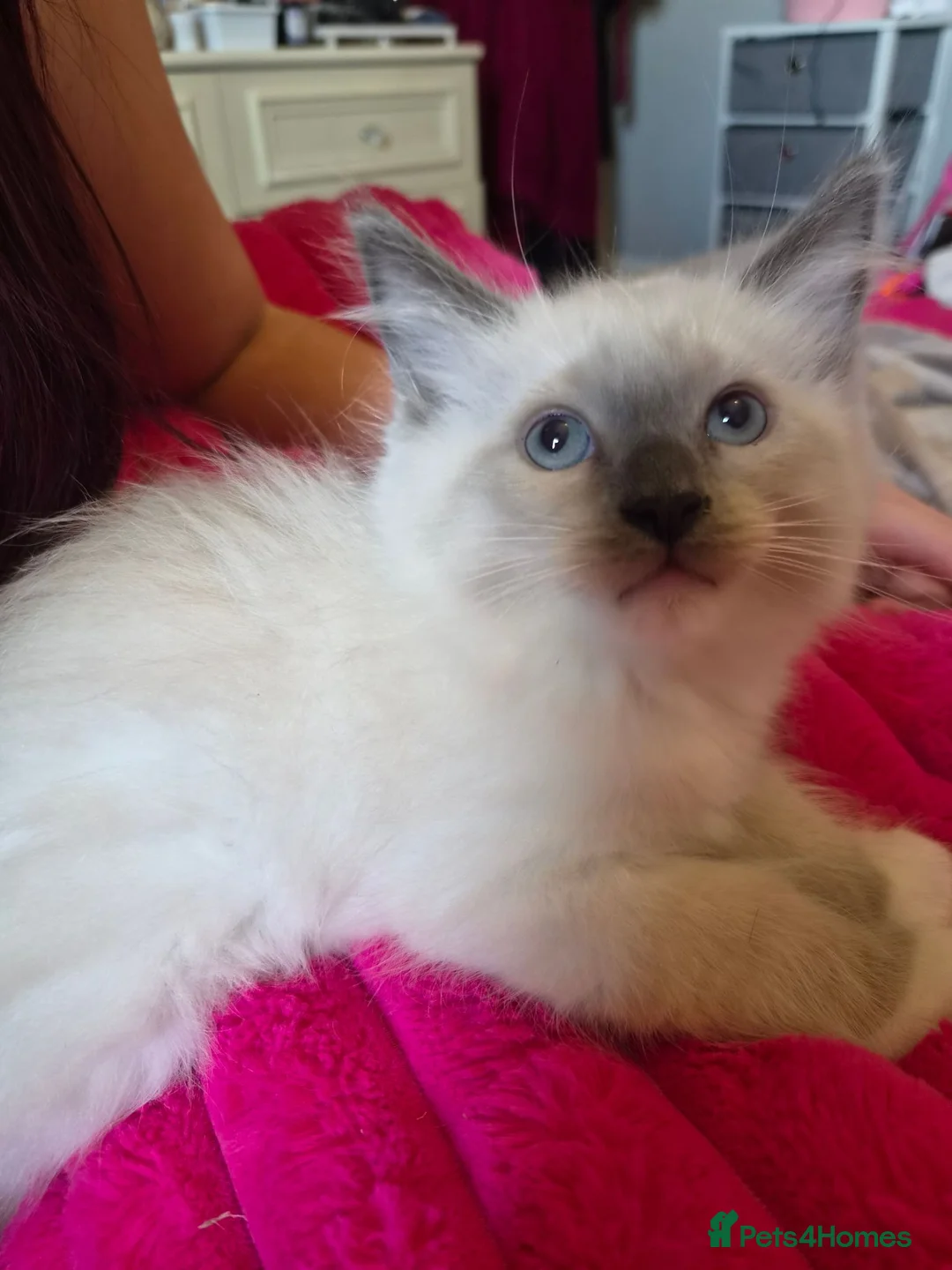 Ragdoll cats for sale: Cute purebred blue point mitted ragdoll kitten  - Advert 2