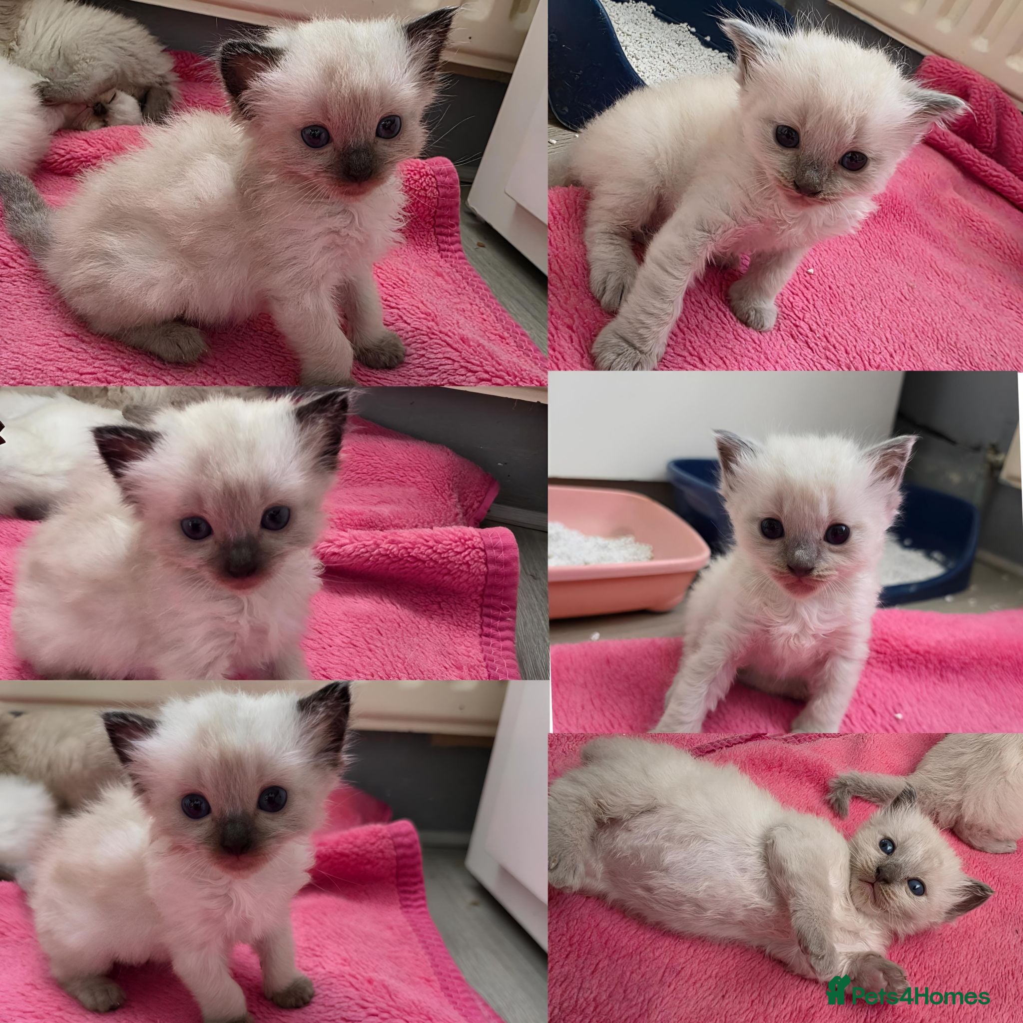 Ragdoll cats Ragdolls kittens. - Advert 1