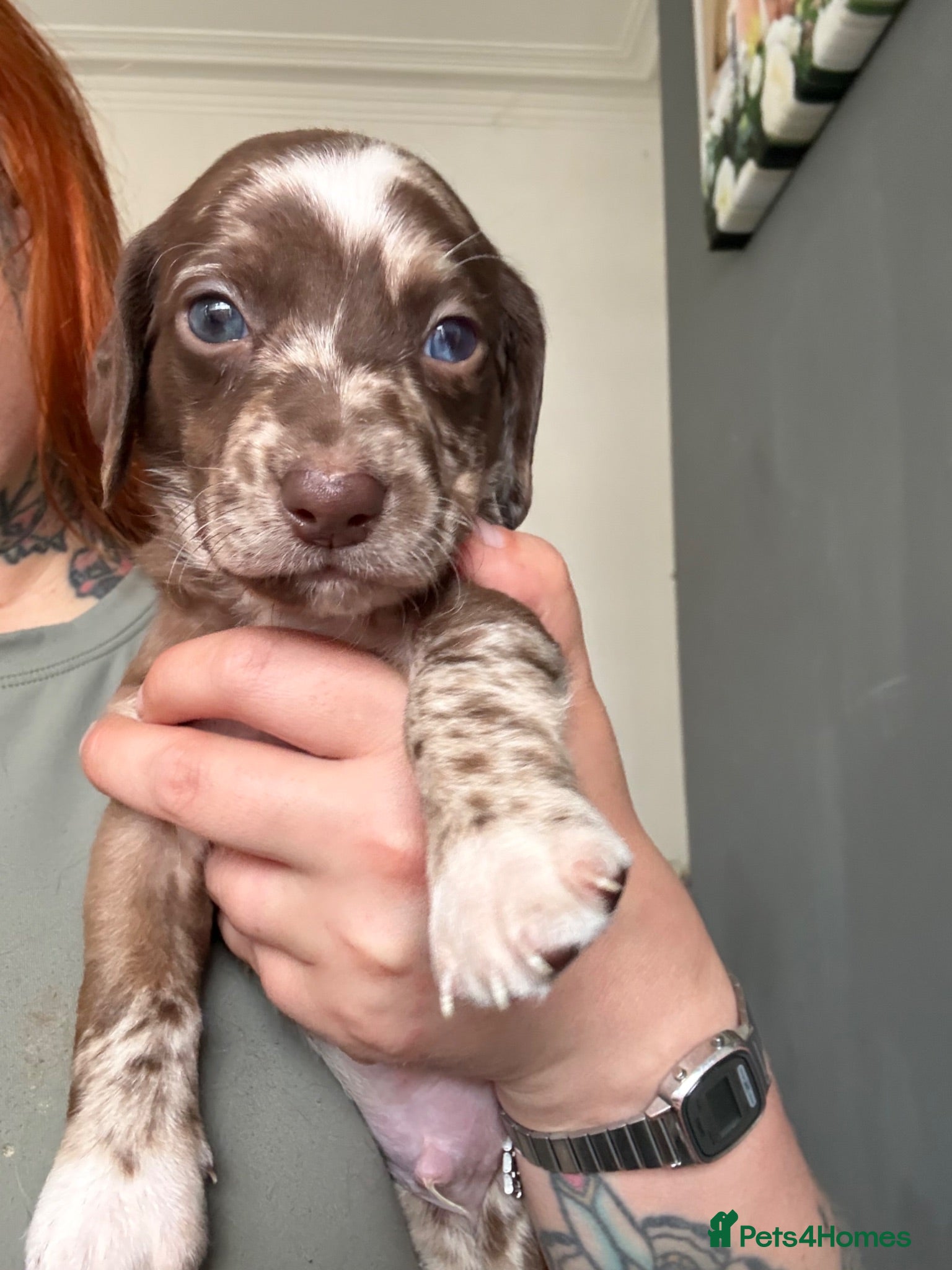 Labradoodle dogs Rare liver Merle labradoodles 🐾 - Advert 2
