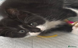 Mixed Breed cats for sale: 4 beautiful kittens - Image 2