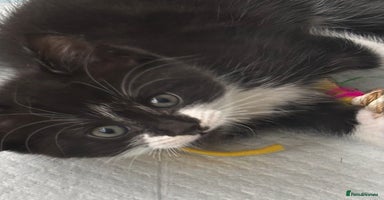 Mixed Breed cats - Advert 6