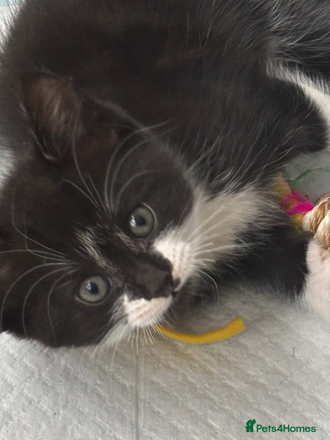 Mixed Breed cats for sale: 4 beautiful kittens - Image 2