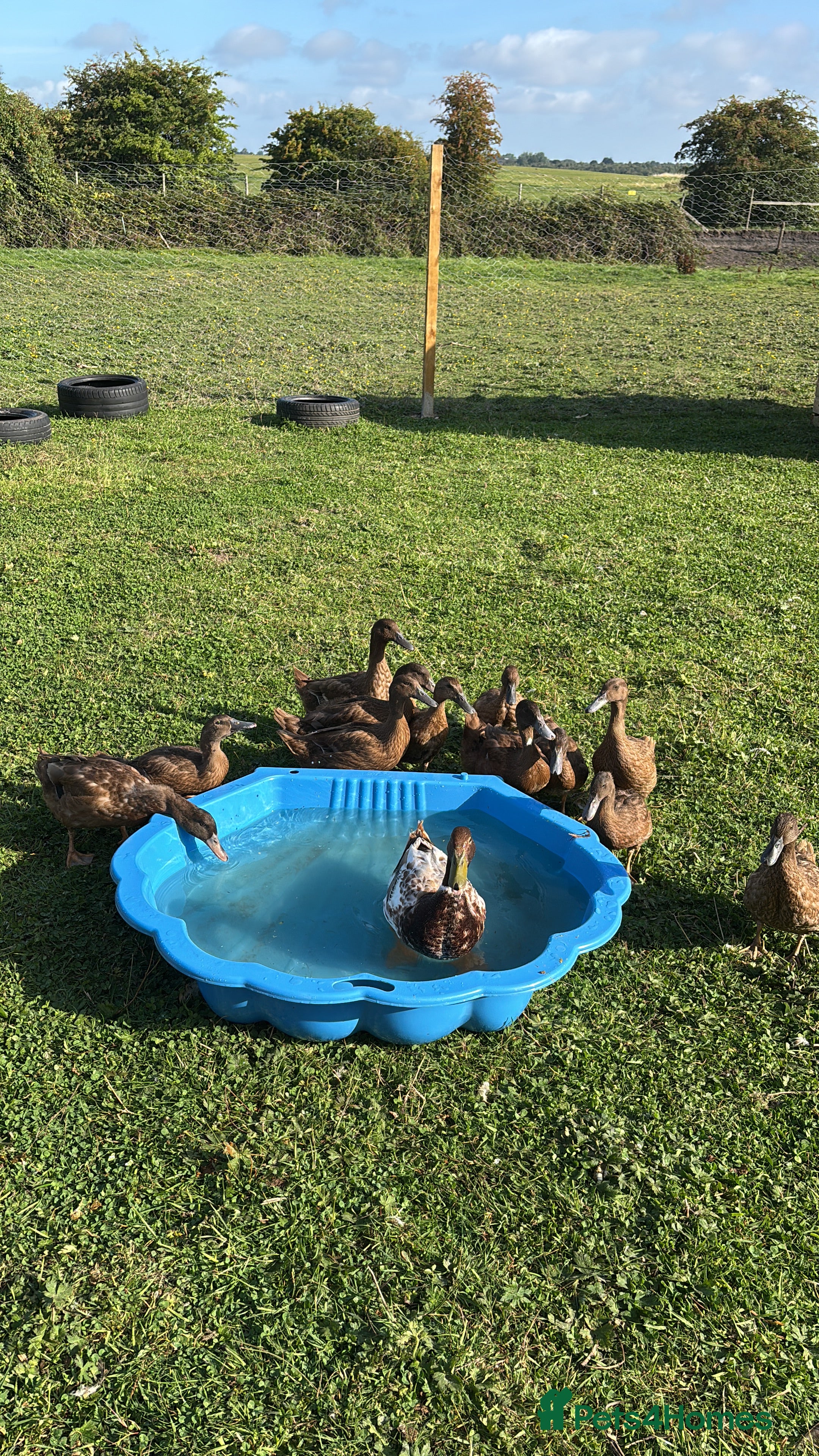 Mixed Breed livestock Ducks - Advert 1