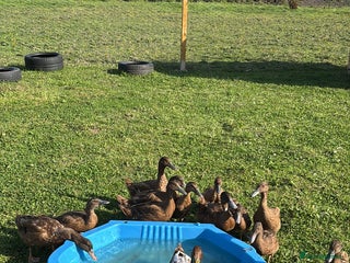 Mixed Breed livestock Ducks - Advert 3