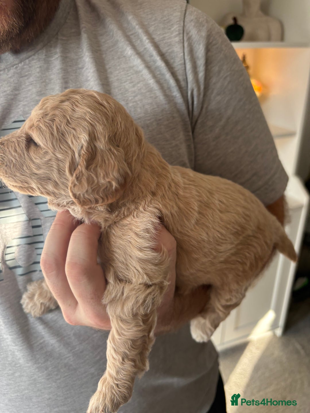 Mini Goldendoodle dogs for sale: F2 mini golden doodle puppies.  - Advert 13