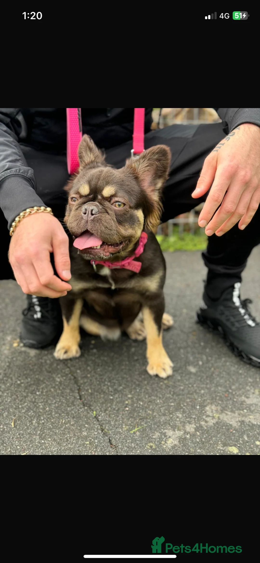 French Bulldog dogs for sale: Izzy the Rojo Fluffy - Advert 2