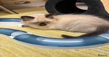 Ragdoll cats - Advert 15
