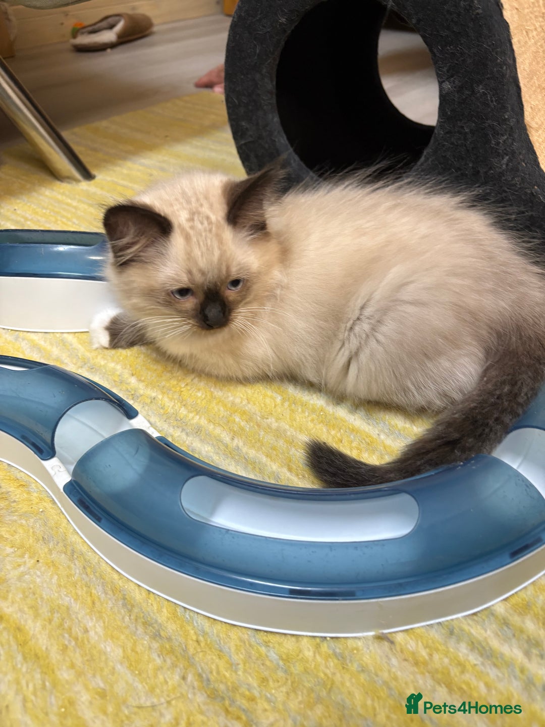 Ragdoll cats for sale: GCCF REGISTERED RAGDOLL KITTENS. 4  BOYS - Image 4