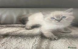 Ragdoll cats for sale: Last boy girl Hcm pkd so loving  playful cutie  - Image 20