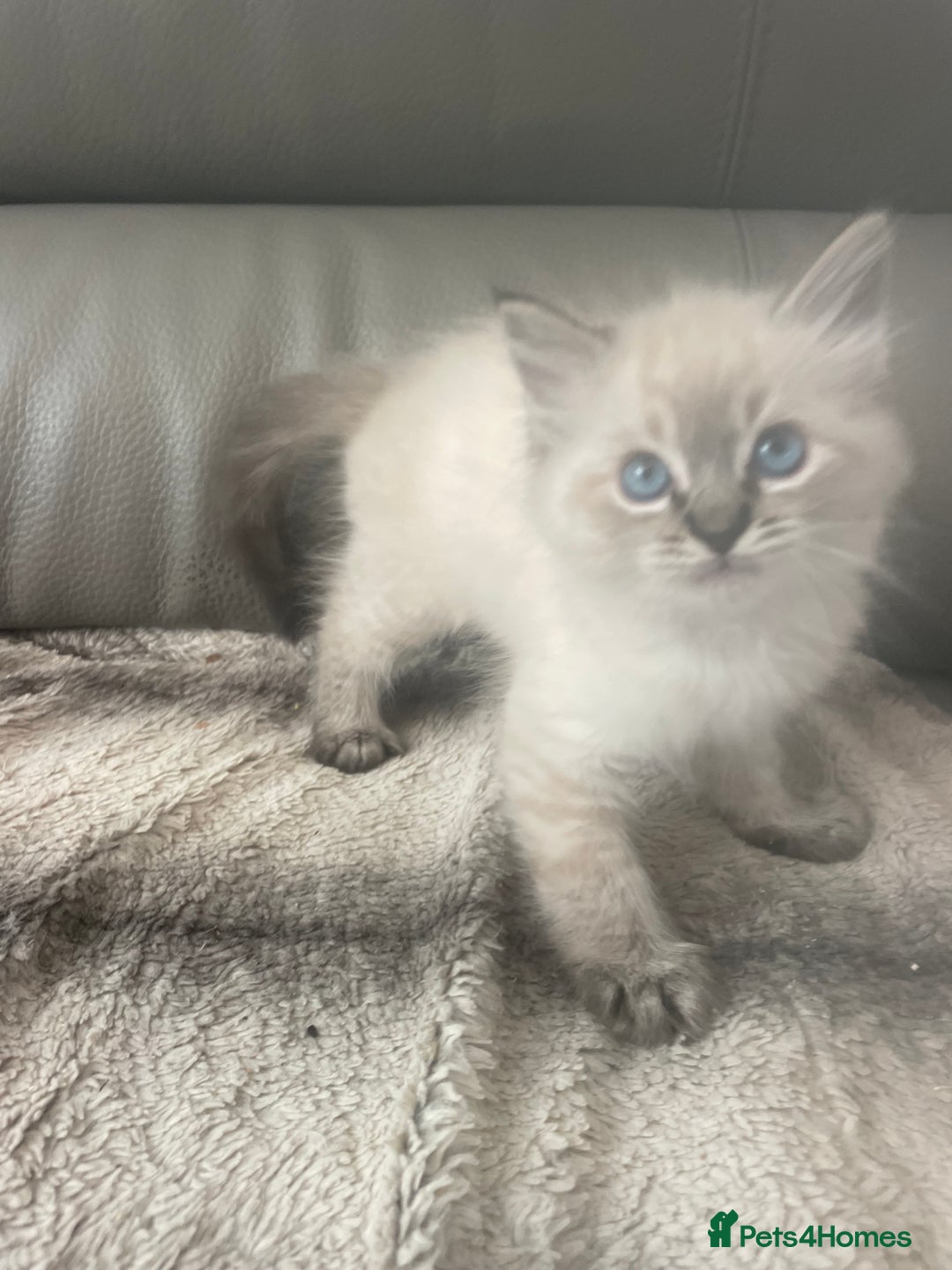 Ragdoll cats for sale: Last boy girl Hcm pkd so loving  playful cutie  - Image 20