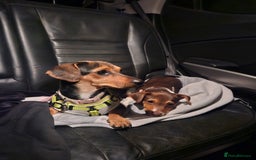 Mixed Breed dogs for sale: Last chocolate chiweenie girl - Image 15