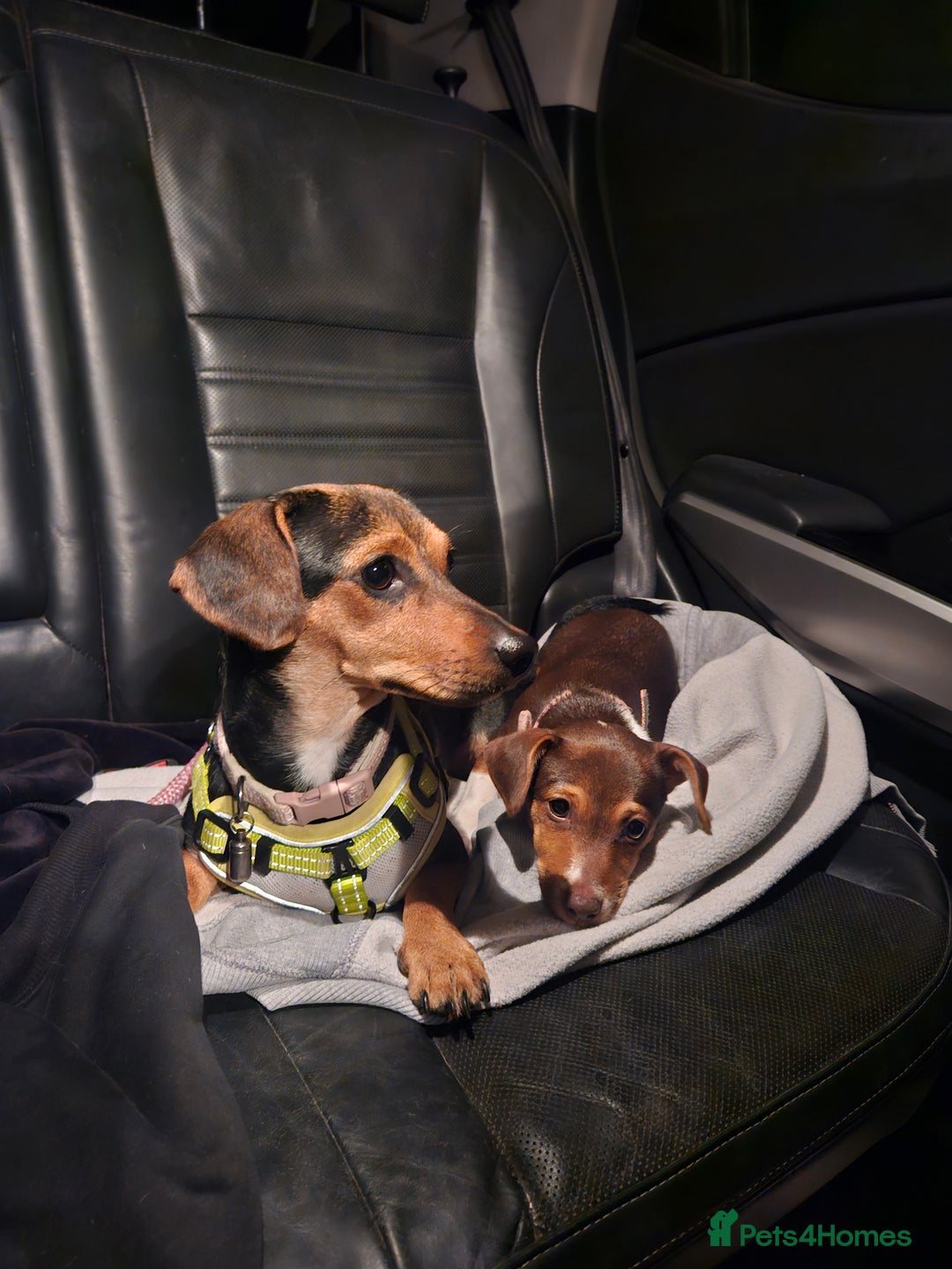 Mixed Breed dogs for sale: Last chocolate chiweenie girl - Image 15