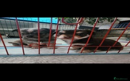Chihuahua dogs for sale: Adorable Chihuahua Boy Puppies – Ready Soon - Image 1