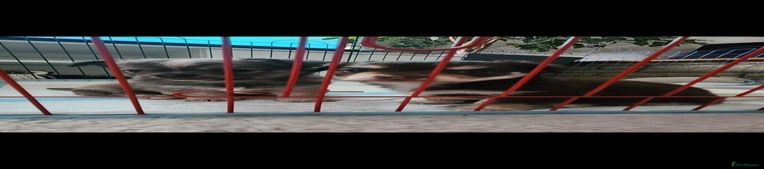 Choco