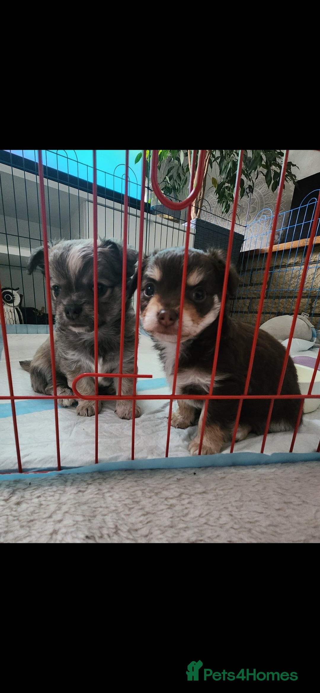 Chihuahua dogs for sale: Adorable Chihuahua Boy Puppies – Ready Soon - Image 1