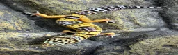 Leopard Gecko reptiles for sale: Leopard gecko babies  in Feltham - Advert 5