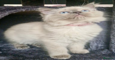 Ragdoll cats - Advert 10