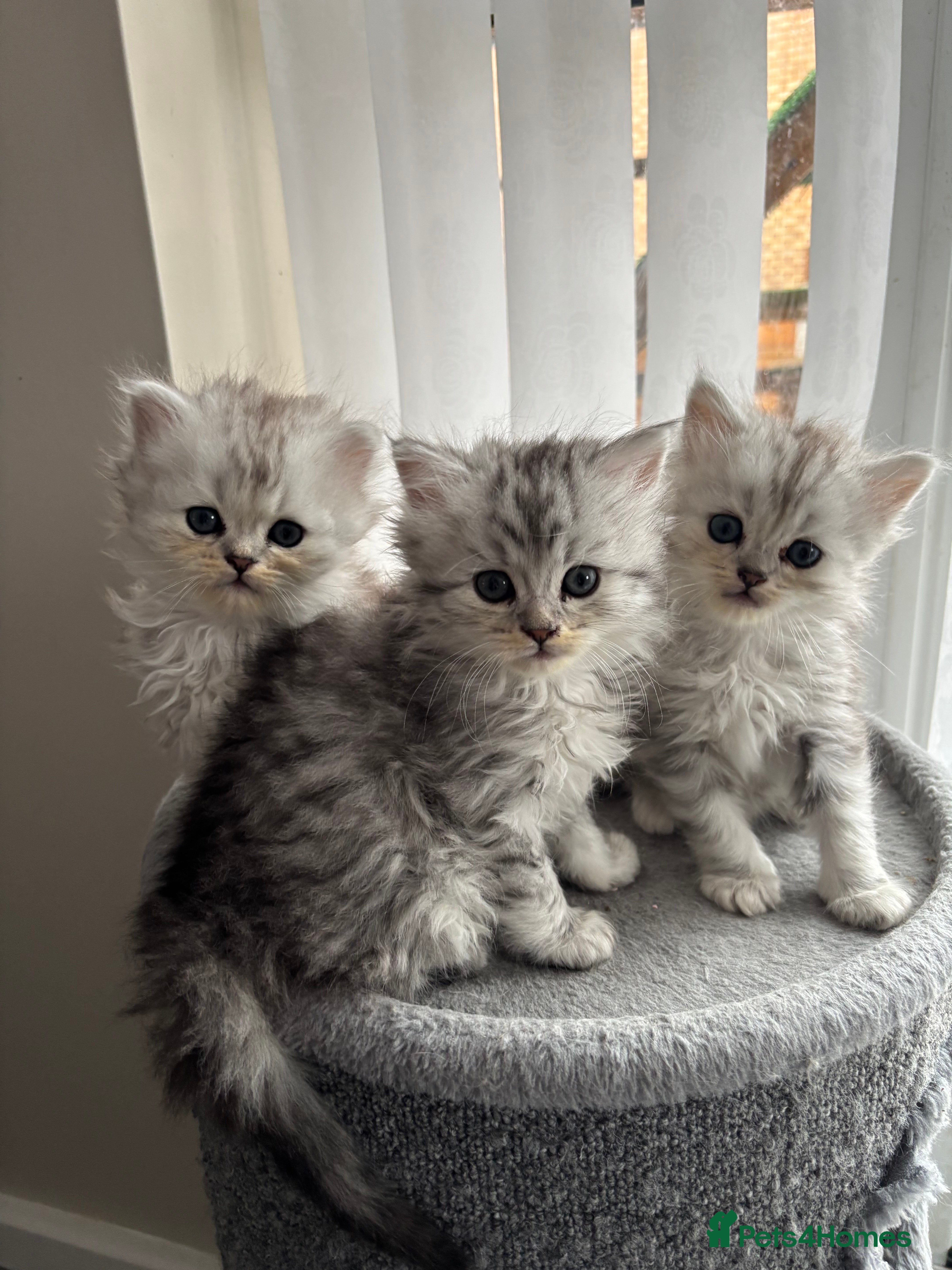 Maine Coon cats Mainecoon/persian kittens READY FROM 29/01/26 - Advert 4