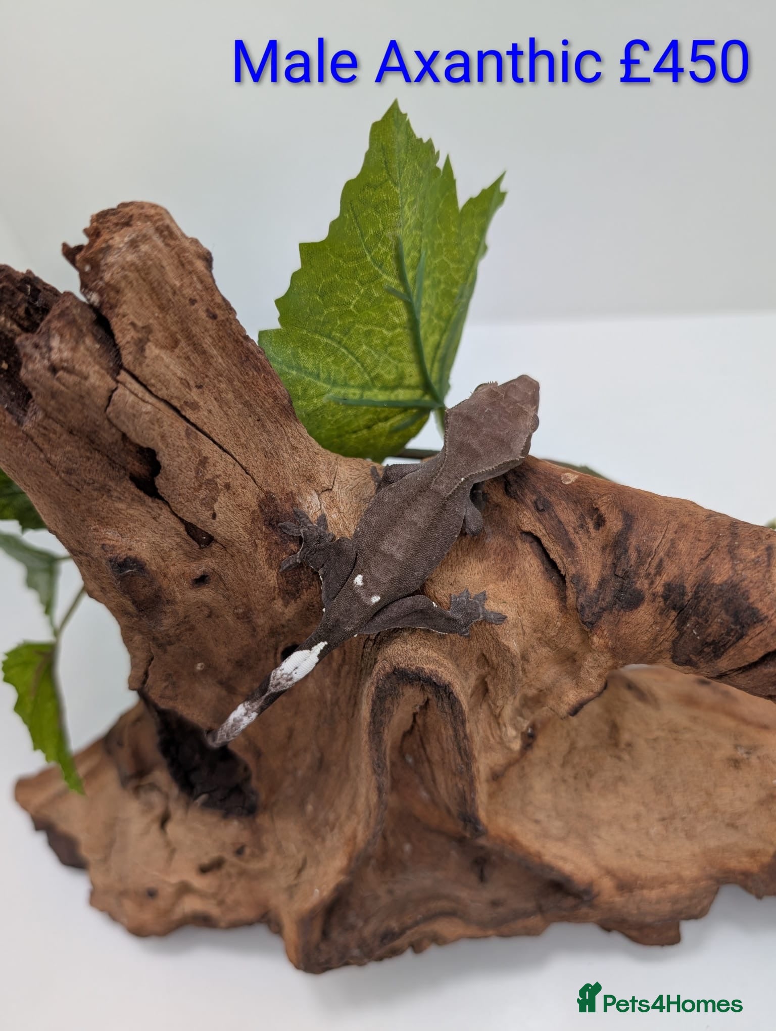 Gecko reptiles Beautiful Mix of Crested Geckos - Advert 11