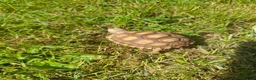 Tortoise reptiles for sale: Sulculta toitoise  - Advert 1