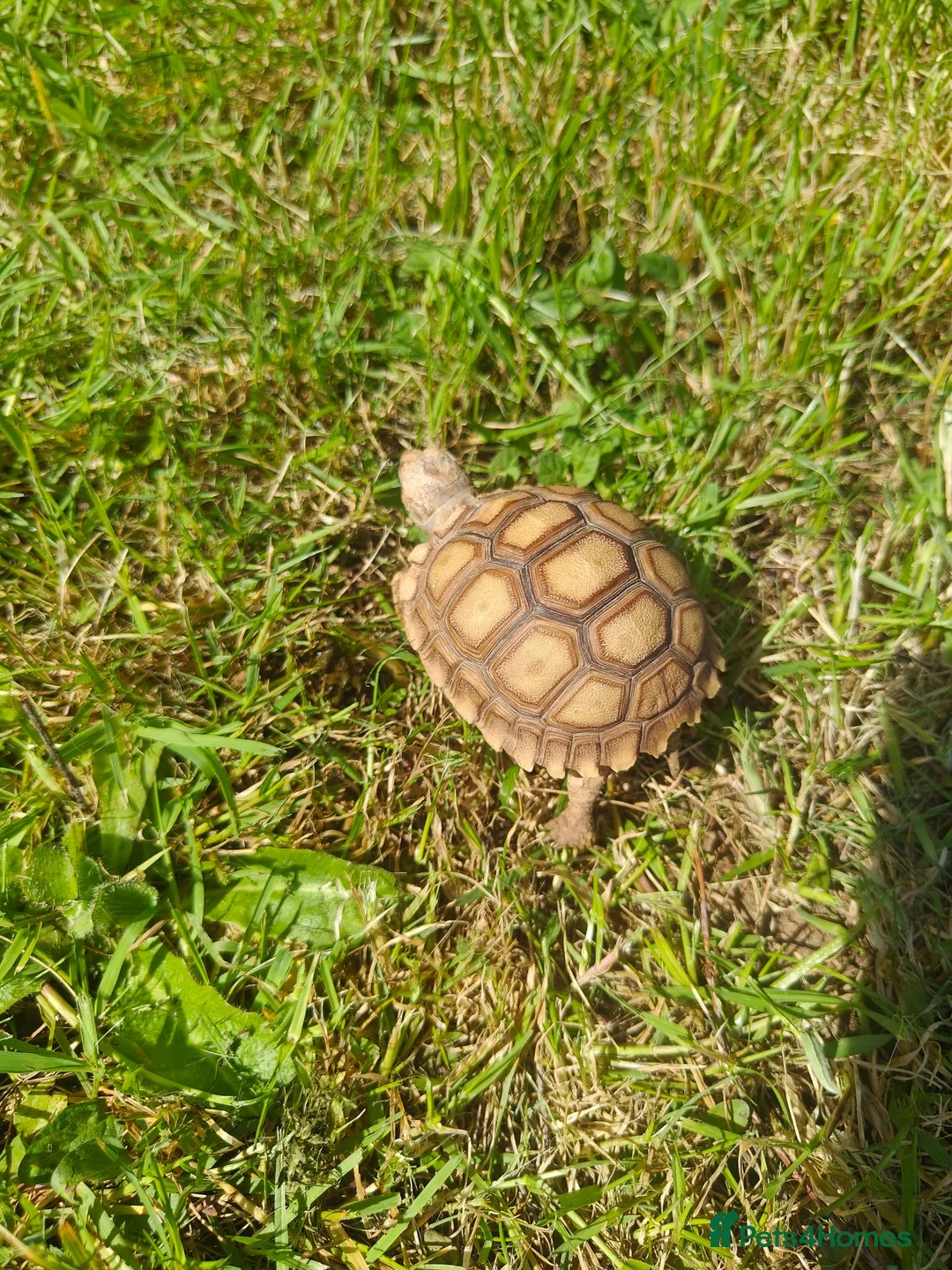 Tortoise reptiles for sale: Sulculta toitoise  - Advert 1