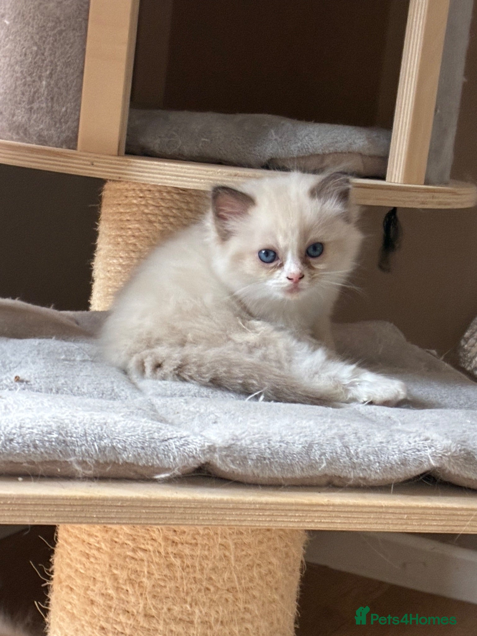 Ragdoll cats Registered Mink Ragdolls (cherubims) - Advert 2