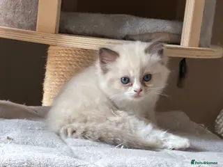 Ragdoll cats Registered Mink Ragdolls (cherubims) - Advert 2