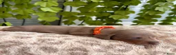 Dachshund dogs for sale: Beautiful Dachshund Puppies  - Advert 23