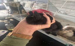 Mini Lop rabbits for sale: Mini lop babies - Image 4