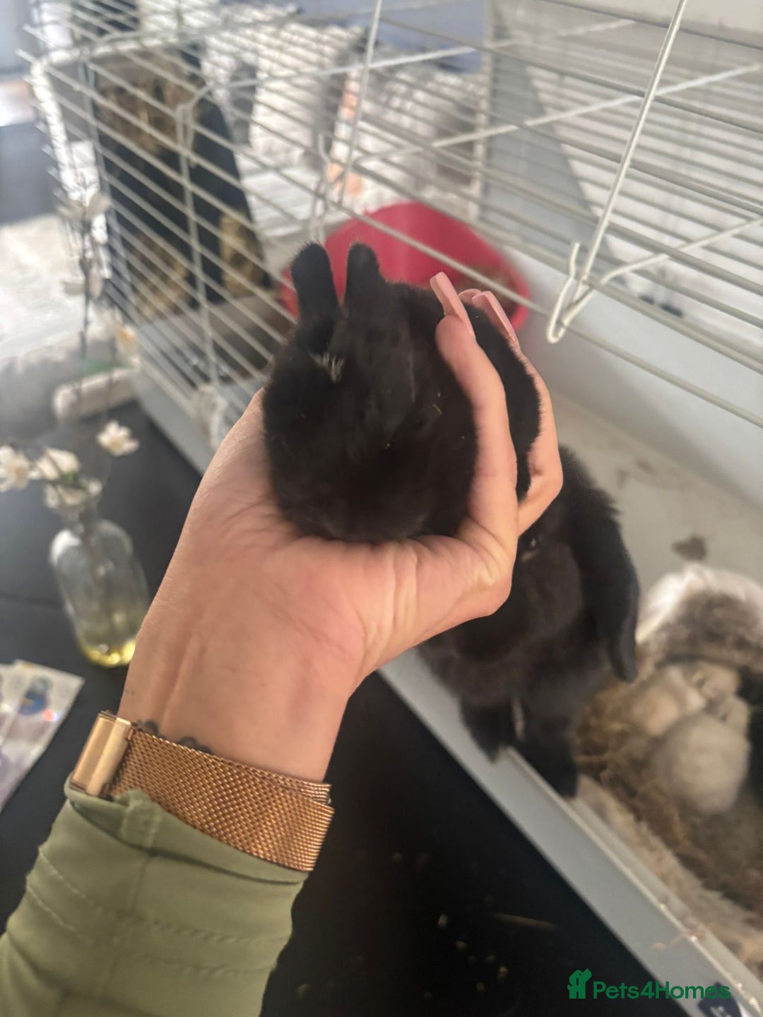 Mini Lop rabbits for sale: Mini lop babies - Image 4