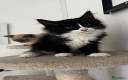 Ragcoon cats for sale: Beautiful ragcoon kittens - Image 10