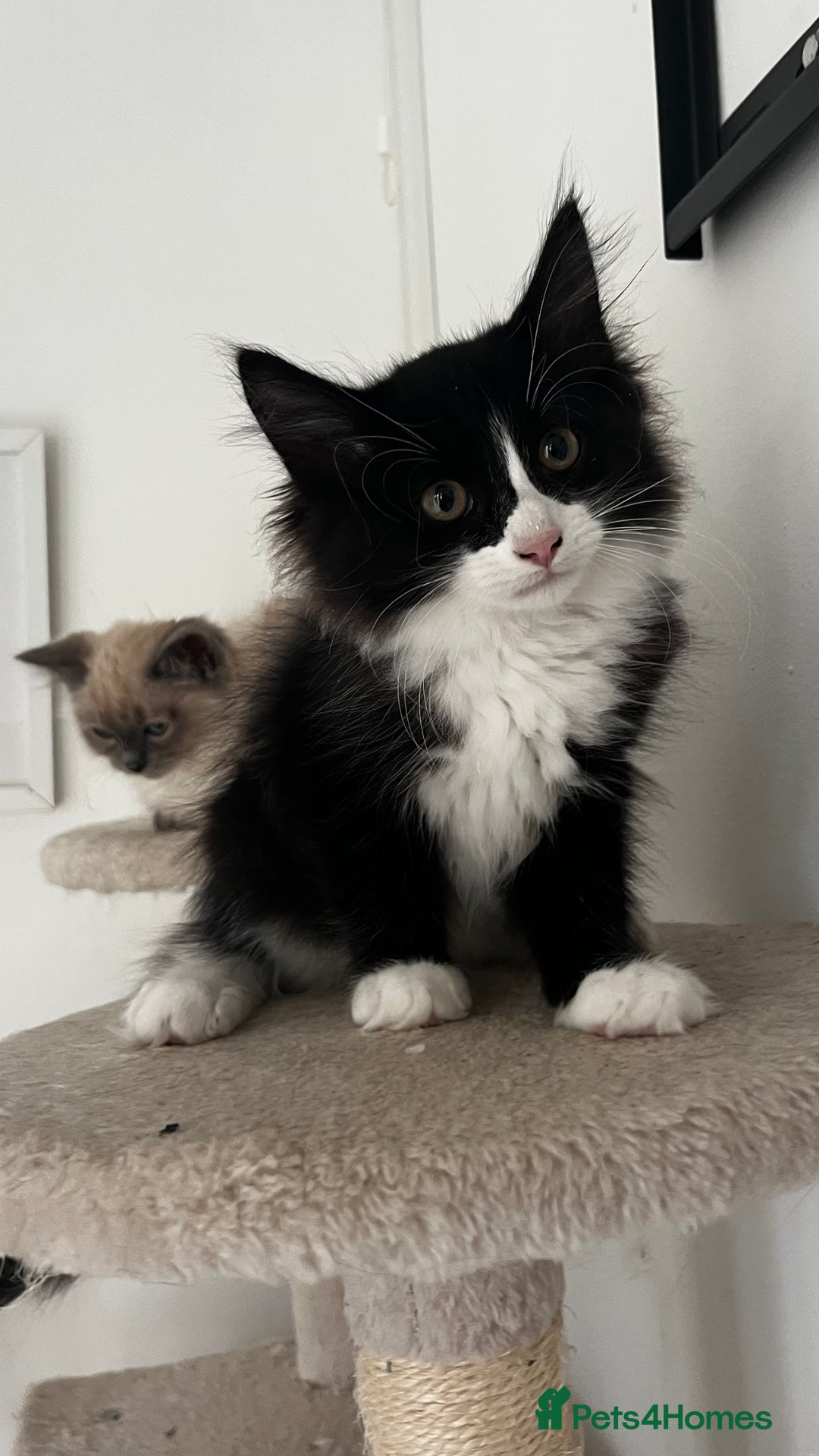 Ragcoon cats for sale: Beautiful ragcoon kittens - Image 10