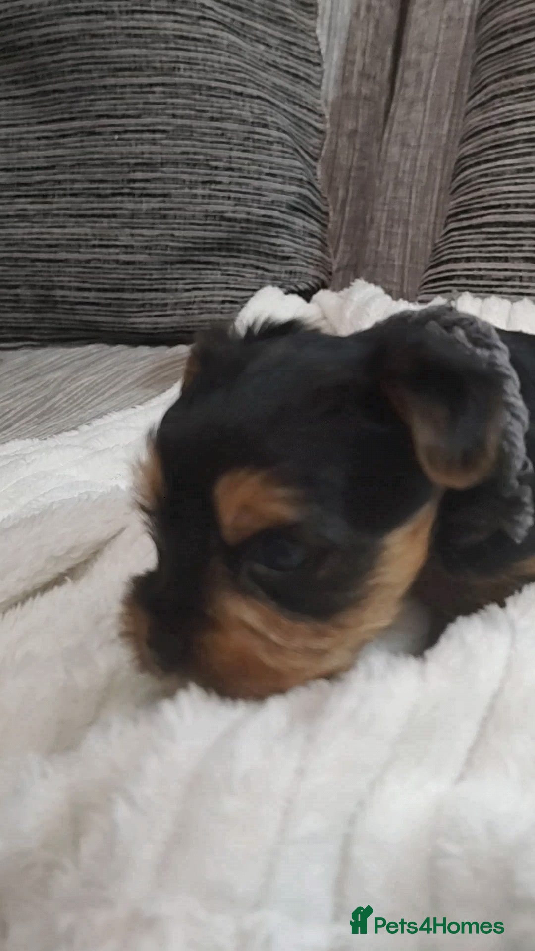 Yorkshire Terrier dogs for sale: Adorable Mini Yorkshire Terrier Puppies - Advert 12