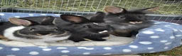 Mixed Breed rabbits for sale: Netherland dwarf mix Rabbits  in Lincoln - Advert 1