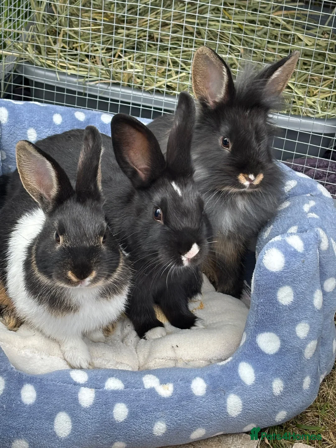 Mixed Breed rabbits for sale: Netherland dwarf mix Rabbits  in Lincoln - Advert 1