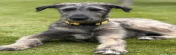 Irish Wolfhound dogs for sale: FEMALE IRISH WOLFHOUND PUPPY - Advert 1