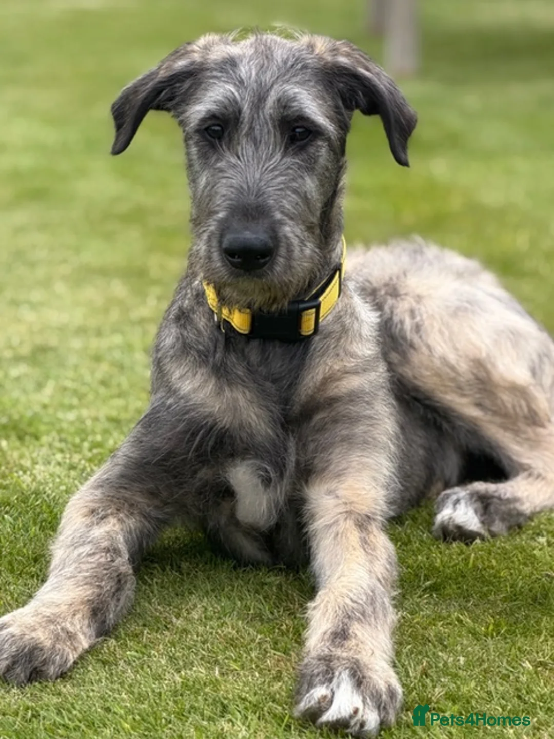 Irish Wolfhound dogs for sale: FEMALE IRISH WOLFHOUND PUPPY - Advert 1