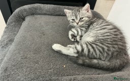 British Shorthair cats for sale: Fabulous colours playful healthy BSH kittens, rare - Image 28